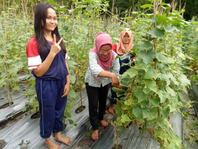 Pemanenan 4