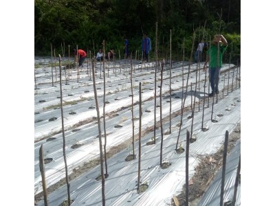 Proses Penanaman Bibit 1