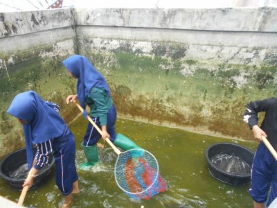 Pemilihan Induk Ikan yang akan di Pijahkan