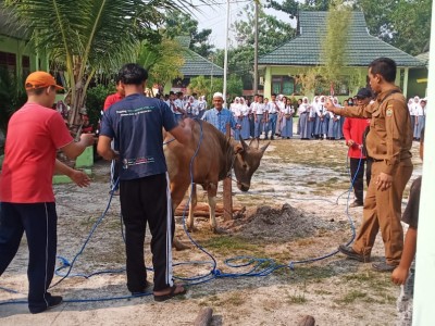 Penyembelihan Hewan Qurban  Idul Adha 1440 H-2019 16