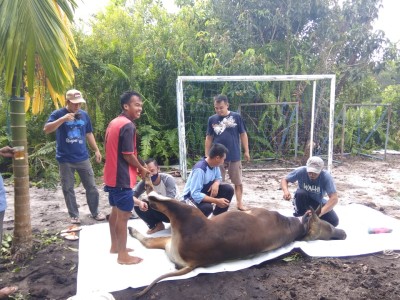 Penyembelihan Hewan Kurban Tahun 2020 / 1441 H