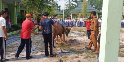 Penyembelihan Hewan Qurban  Idul Adha 1440 H-2019