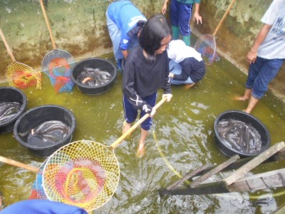 Pemilihan Induk Ikan yang akan di Pijahkan