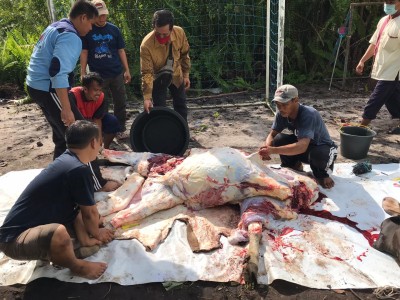 Penyembelihan Hewan Kurban Tahun 2020 / 1441 H