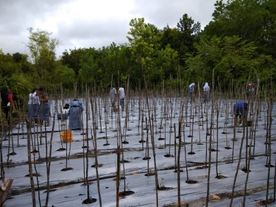 Proses Penanaman Bibit 3
